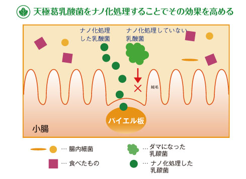 腸内細胞　結