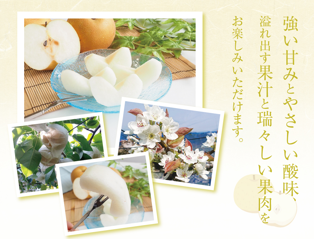 幸水梨商品トップ