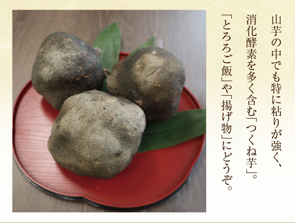 わさび紫つくね芋20kg つくね芋2kg(6個前後) | 吉野本葛 天極堂 オンラインショップ