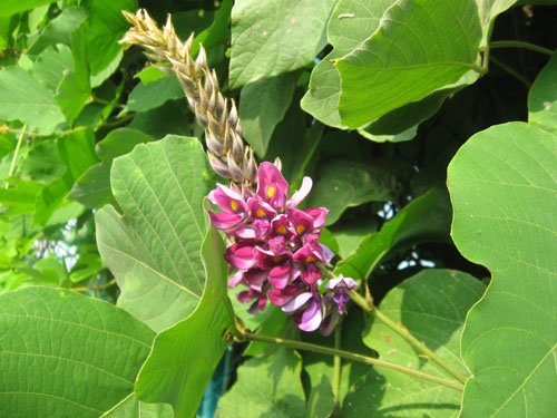 葛湯とは（葛の花）